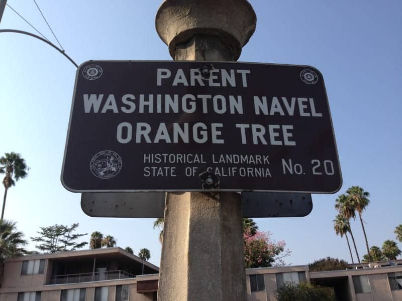 Parent Washington Naval Orange Tree - Image of the sign in front of the oldest naval orange tree in Riverside California explaining its historical significance